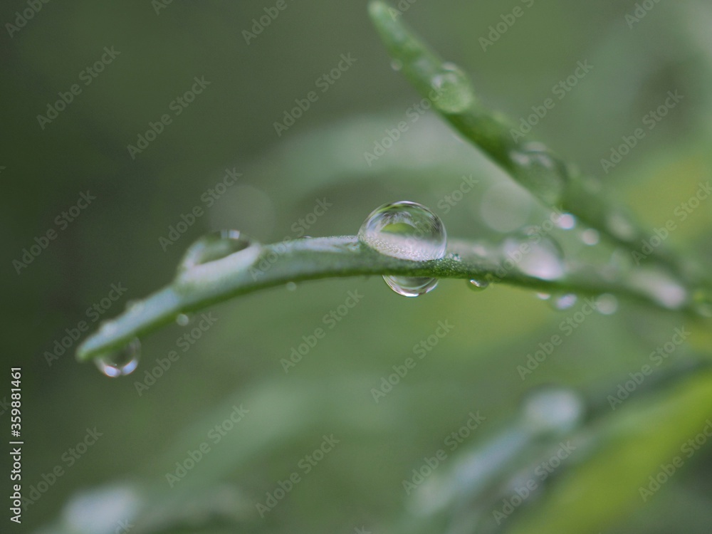 Closeup water drops on green leaf with blurred background ,macro image ,dew on nature leaves , droplets in forest ,yellow flower with drops of water, soft focus for card design Closeup water drops on green leaf with blurred background ,macro image ,dew on nature leaves , droplets in forest ,yellow flower with drops of water, soft focus for card design