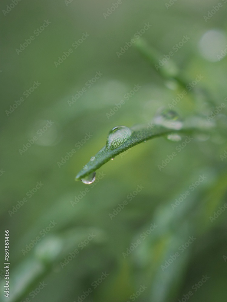 Closeup water drops on green leaf with blurred background ,macro image ,dew on nature leaves , droplets in forest ,yellow flower with drops of water, soft focus for card design Closeup water drops on green leaf with blurred background ,macro image ,dew on nature leaves , droplets in forest ,yellow flower with drops of water, soft focus for card design