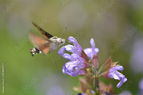Flying Hummingbird hawk-moth hovering over sage blossom while sucking nectar