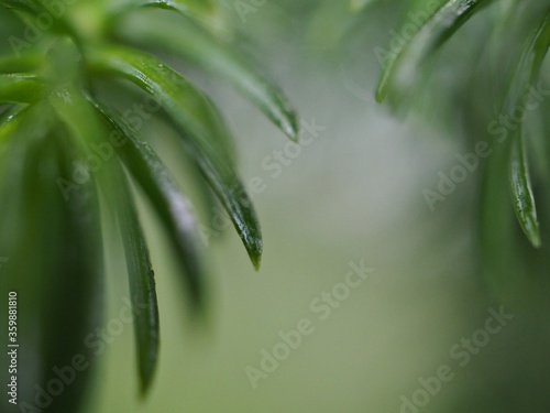 Closeup green leaf of plant with blurred background  soft focus  macro image  pine leaves frame in nature for card design