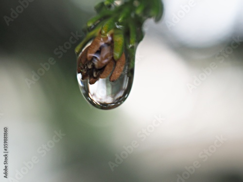 Closeup drops of water on green leaf of plant with blurred background ,soft focus, macro image, dew on pine leaves in nature for card design