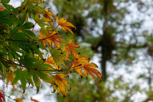 Autumn leaves in the sun