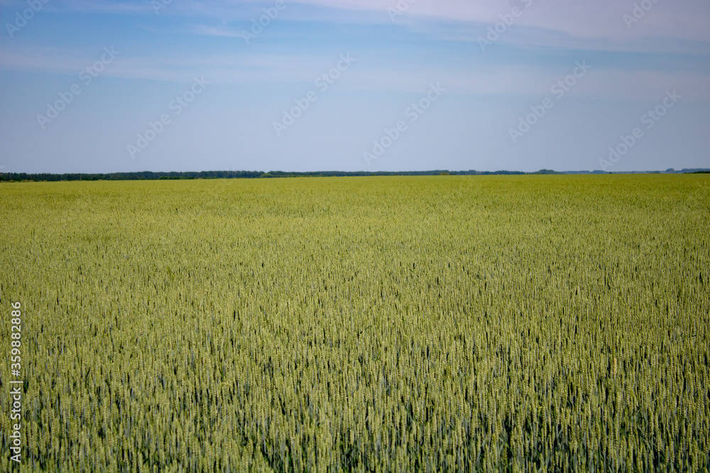 Wheat field landscape against the summer sky. Wheat field landscape against the summer sky.