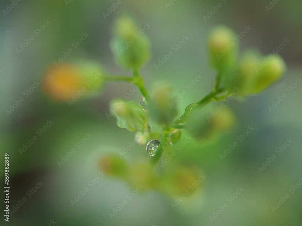 Closeup water drops on leaf plants ,dew on green grass, droplets on nature leaves with blurred background , macro image , soft focus for card design Closeup water drops on leaf plants ,dew on green grass, droplets on nature leaves with blurred background , macro image , soft focus for card design