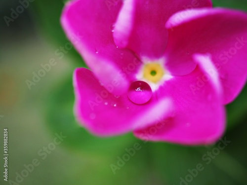Closeup macro water drops on petals of pink periwinkle madagascar flower in garden with green blurred background, sweet color ,soft focus for card design