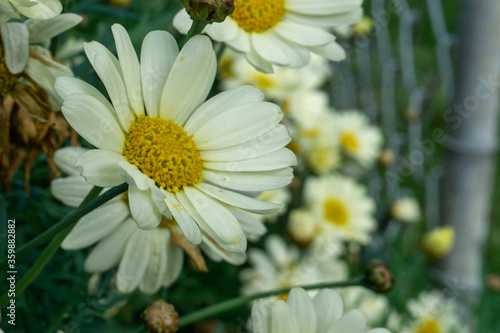 Daisies in a garden