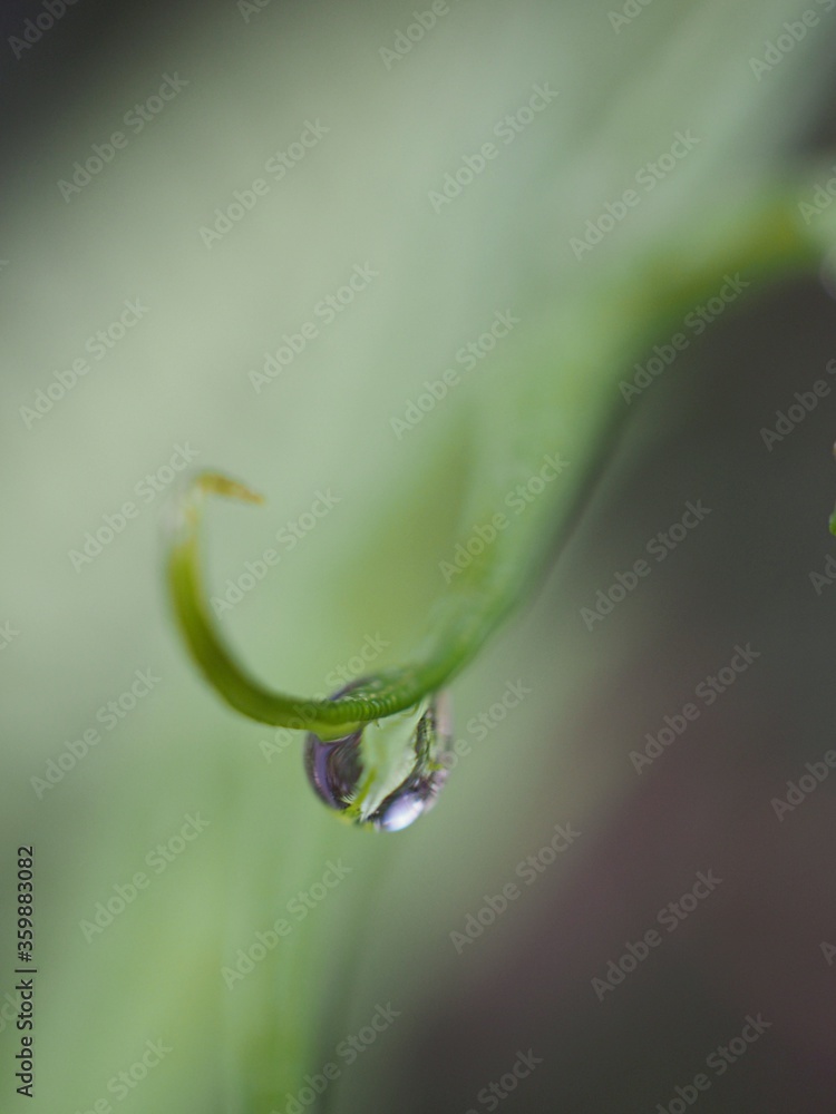 Closeup water drops on fern leaf plants ,dew on green grass, droplets on nature leaves with blurred background , macro image , soft focus for card design Closeup water drops on fern leaf plants ,dew on green grass, droplets on nature leaves with blurred background , macro image , soft focus for card design