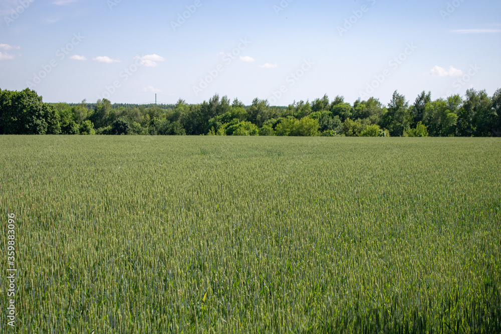 Wheat field landscape against the summer sky. Wheat field landscape against the summer sky.