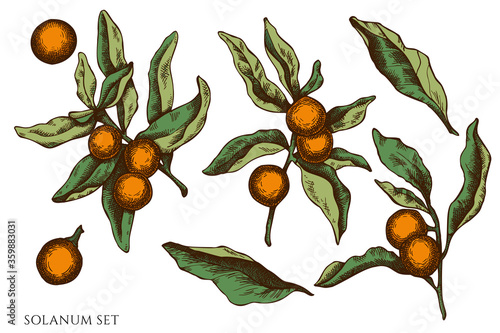 Vector set of hand drawn colored solanum