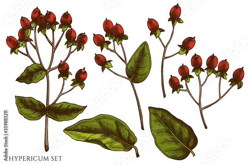 Vector set of hand drawn colored hypericum