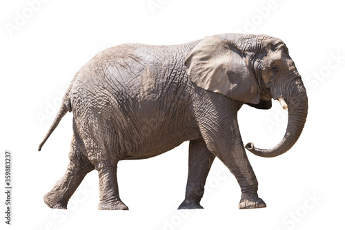 Photography African elephant isolated on white