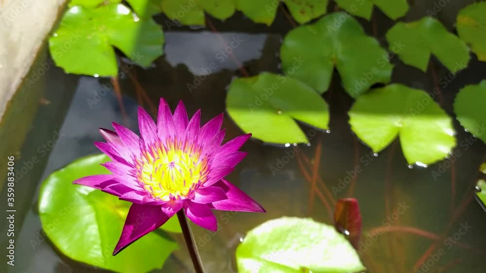 purple water lilies/lotus flower at pond purple water lilies/lotus flower at pond