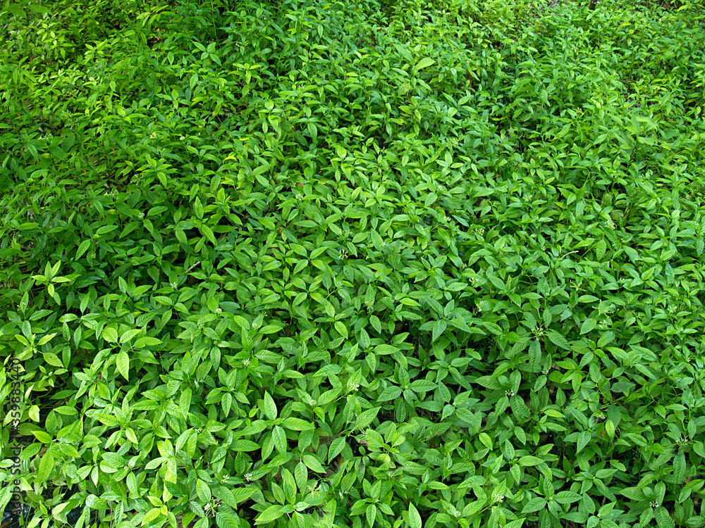 high density of green leaf tropical plant field for texture background high density of green leaf tropical plant field for texture background