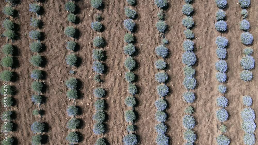 Aerial view on the flowering Lavandula (Lavandula spica) Close-up, Movement forwards Aerial view on the flowering Lavandula (Lavandula spica) Close-up, Movement forwards
