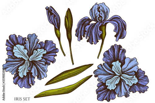 Vector set of hand drawn colored iris