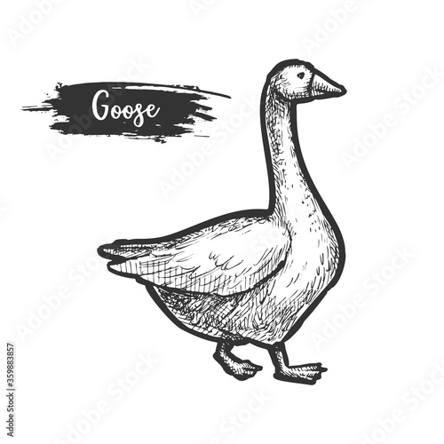 Sketch of goose bird. Profile of farm geese