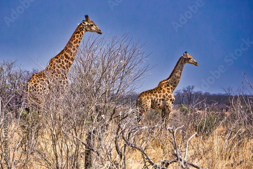 Giraffe, Giraffa camelopardis, Chobe National Park, Botswana, Africa photo