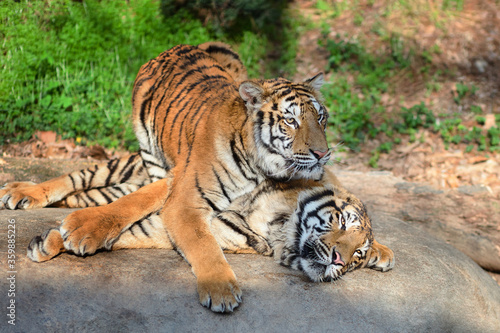 Tiger couple play together on the wild © Алексей Сыркин