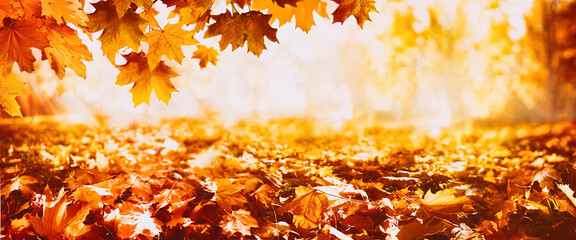 Leinwandbilder Honigfarbe beautiful autumn nature background with carpet of orange and yellow brown fallen maple leaves in sunlight. Autumn landscape with blurry defocused park in background.  © Laura Pashkevich