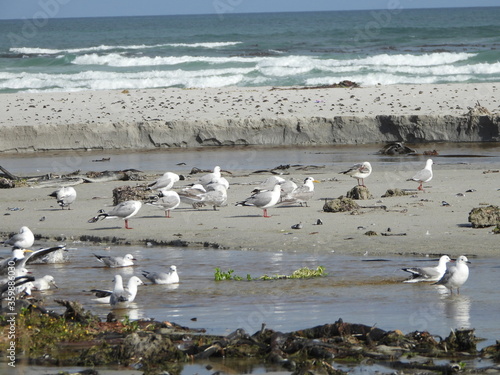 Seagulls at an estuary