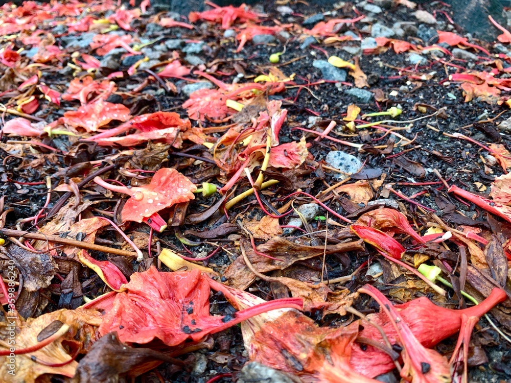 Wet and water red leafs in the floor after raining