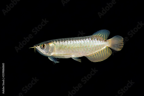アジアアロワナの幼魚　ゴールデンアロワナ