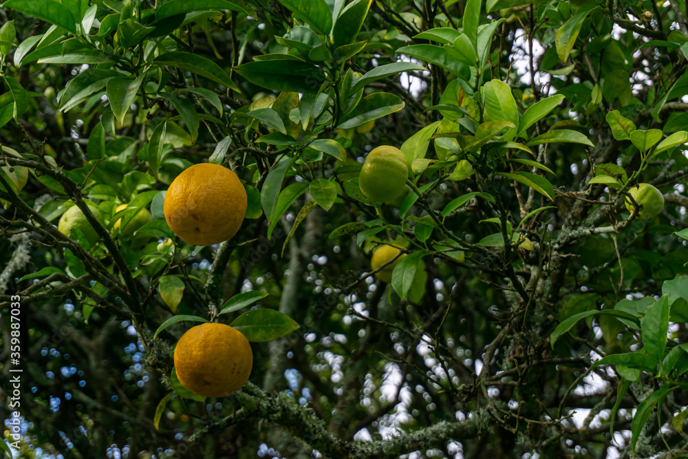 Lemons on tree