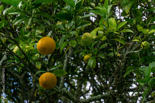 Lemons on tree