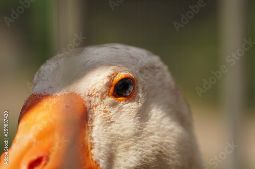 looking into the ocean of a gooses eye
