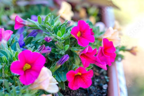 fleurs multicolores de pétunias en pot fond d’arrière