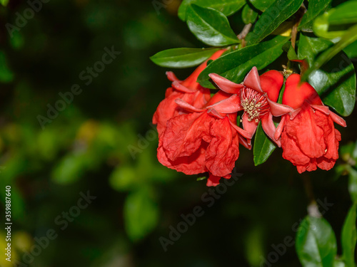 Pomegranate tree branch with blooming red flowers turning into small fruits with blurred dark background. Punica Granatum cultivation. Organic gardening and agriculture.