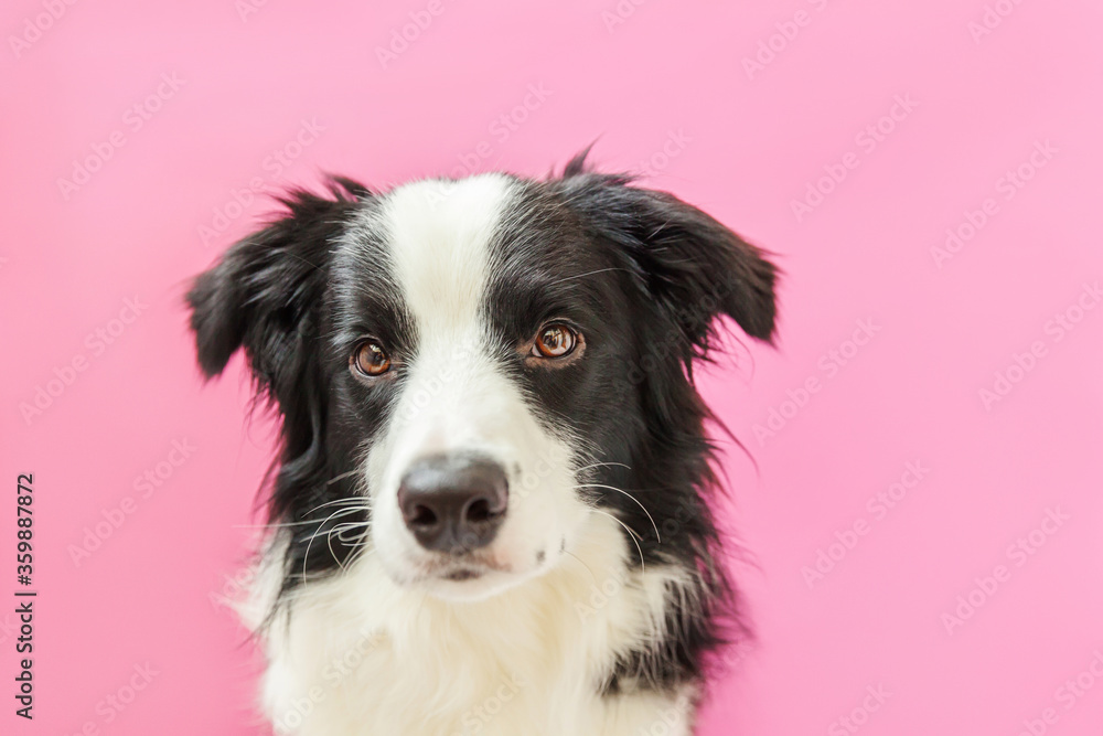 Funny studio portrait of cute smiling puppy dog border collie isolated on pink background. New lovely member of family little dog gazing and waiting for reward. Pet care and animals concept Funny studio portrait of cute smiling puppy dog border collie isolated on pink background. New lovely member of family little dog gazing and waiting for reward. Pet care and animals concept