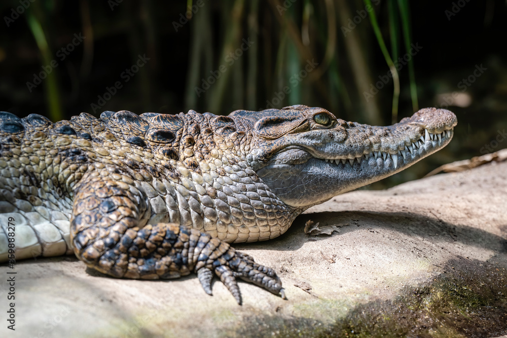 Freshwater crocodile ( Crocodylus mindorensis ) living in Philippine.