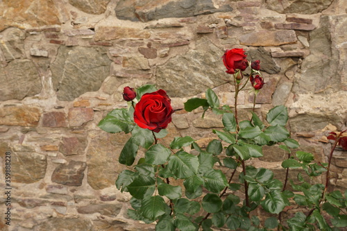 Romantic Roses on a castle wall