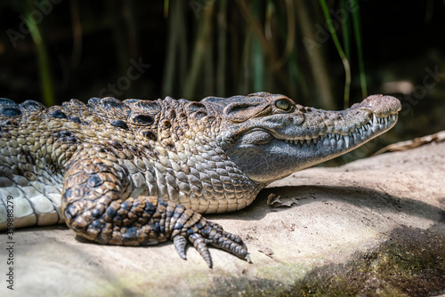 Freshwater crocodile   Crocodylus mindorensis   living in Philippine.