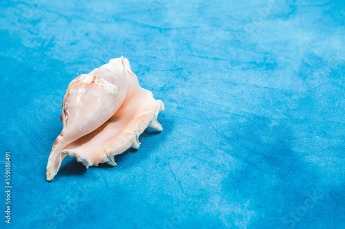 Seashell from the ocean on a blue background