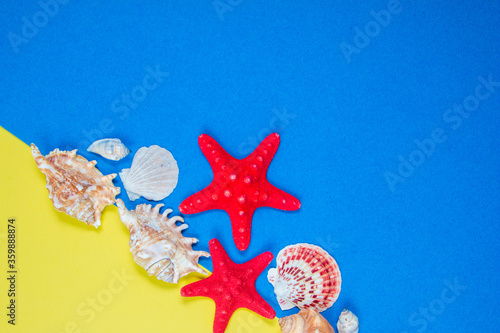 Starfish and seashells on a blue and yellow background