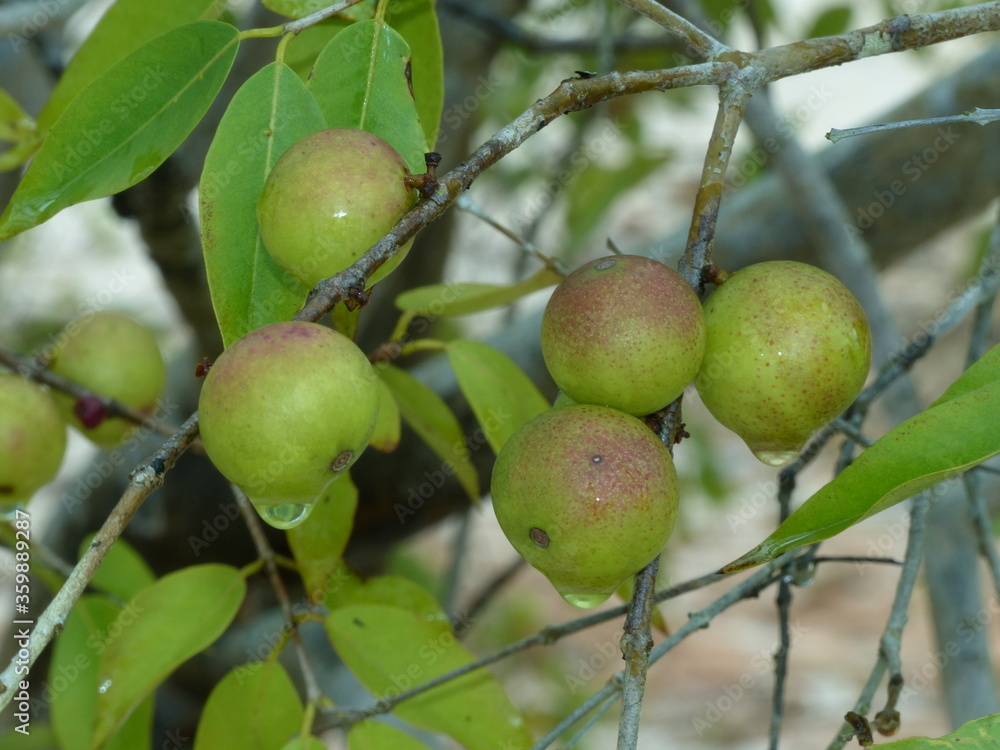 Ripe and semi-ripe fruits of the Camu Camu shrub, also called Cacari or CamoCamo (Myrciaria dubia). The rare fruits are full of vitamin C, growing on the river bank of the Amazon river, Brasil.