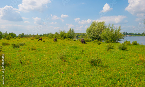 Cows in a green grassy meadow along the edge of a lake below a blue sky in sunlight in summer