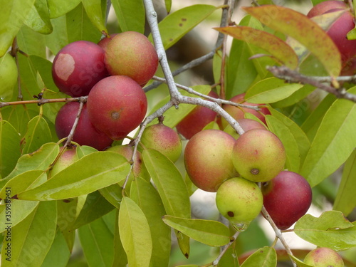 Ripe and semi-ripe fruits of the Camu Camu shrub, also called Cacari or CamoCamo (Myrciaria dubia). The rare fruits are full of vitamin C, growing on the river bank of the Amazon river, Brasil. photo