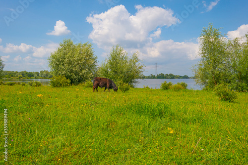 Cows in a green grassy meadow along the edge of a lake below a blue sky in sunlight in summer