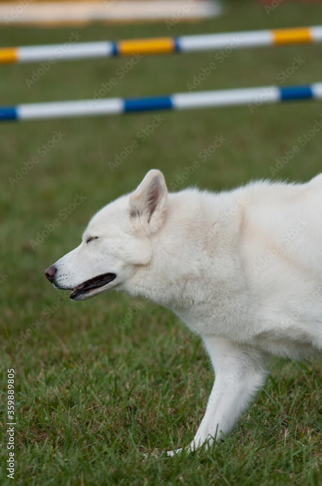 Obraz premium Siberian Husky