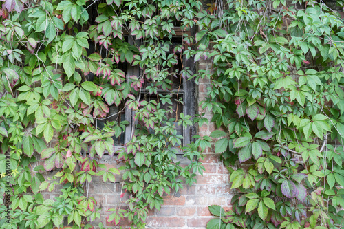 climbing green plants (ivy) on a house wall outside