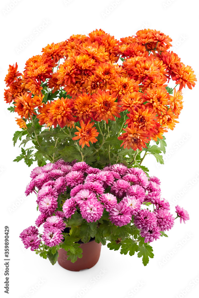 Beautiful composition of fresh bright orange and pink chrysanthemum flowers in a flowerpots, isolated on white background Beautiful composition of fresh bright orange and pink chrysanthemum flowers in a flowerpots, isolated on white background