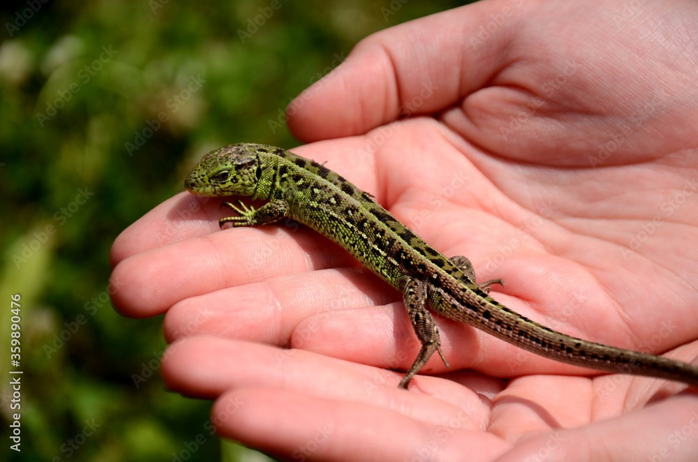 small green lezard lacerta agilis sitting on a child's hands small green lezard lacerta agilis sitting on a child's hands