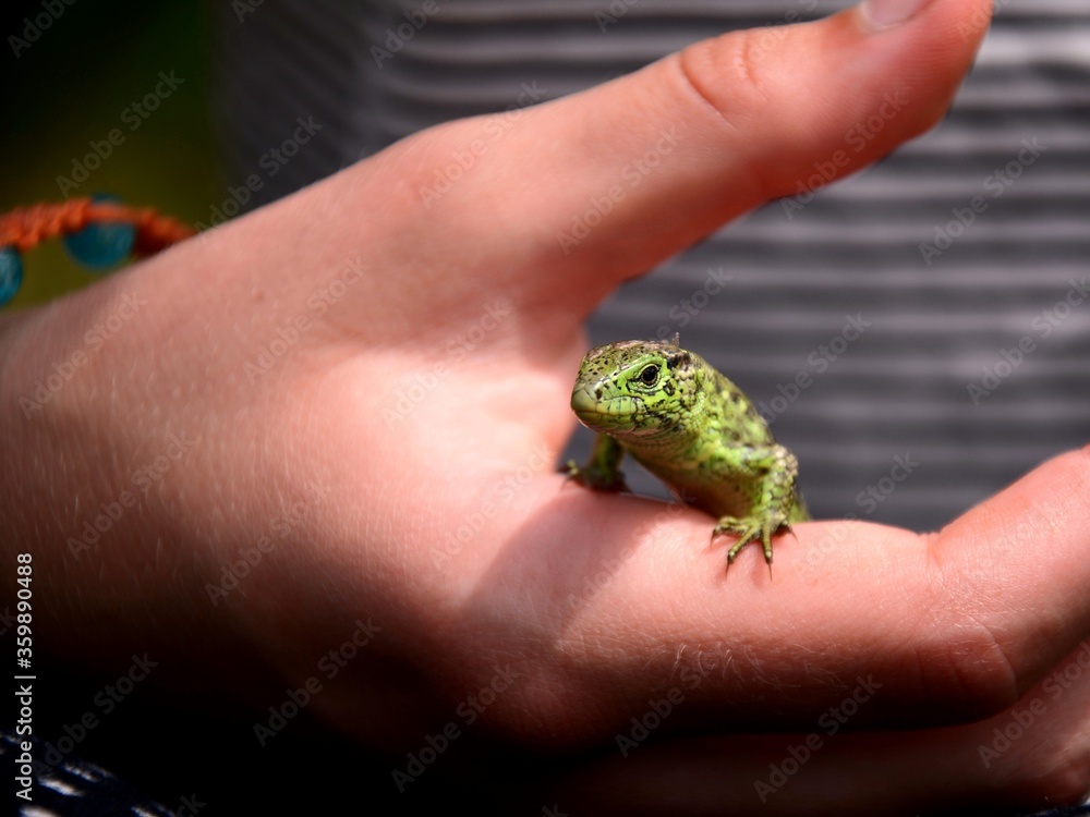 small green lezard lacerta agilis sitting on a hand small green lezard lacerta agilis sitting on a hand
