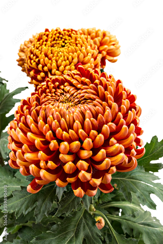 Closeup of beautiful fresh bright red-yellow chrysanthemum flowers in a flowerpot, isolated on white background