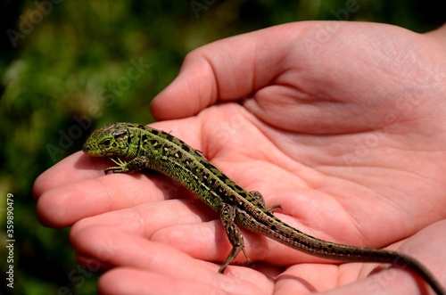small green lezard lacerta agilis sitting on a child's hands
