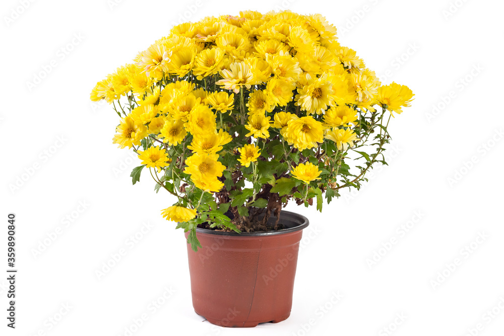 Beautiful fresh bright yellow chrysanthemum flowers in a flowerpot, isolated on white background