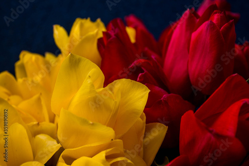 yellow and red tulips on a dark blue background